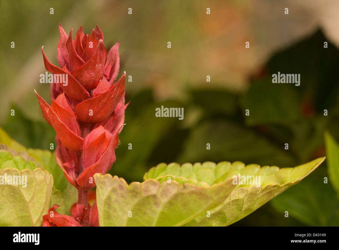 Scarlet sage Salvia splendens, Labiateae Stock Photo