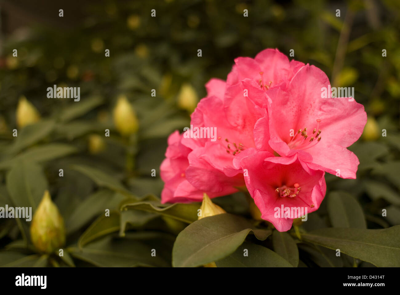 Rhododendron sp. 'Roseum Elegans', azalea, Ericaceae Stock Photo