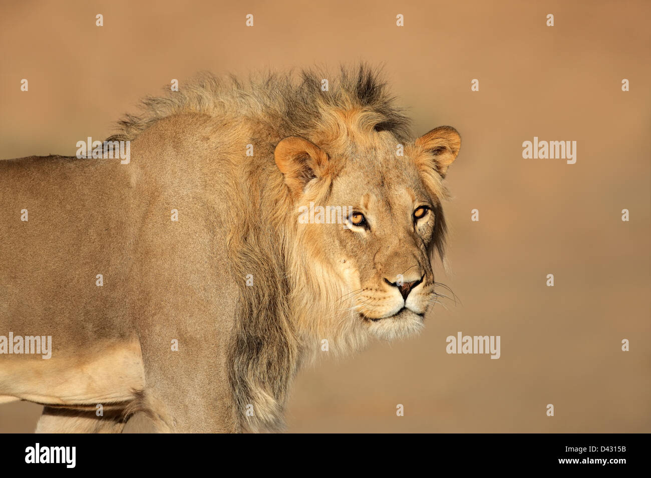 Portrait of a male African lion (Panthera leo), South Africa Stock ...
