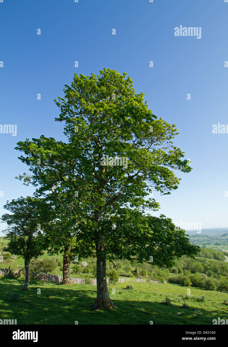 Oak trees hi-res stock photography and images - Alamy