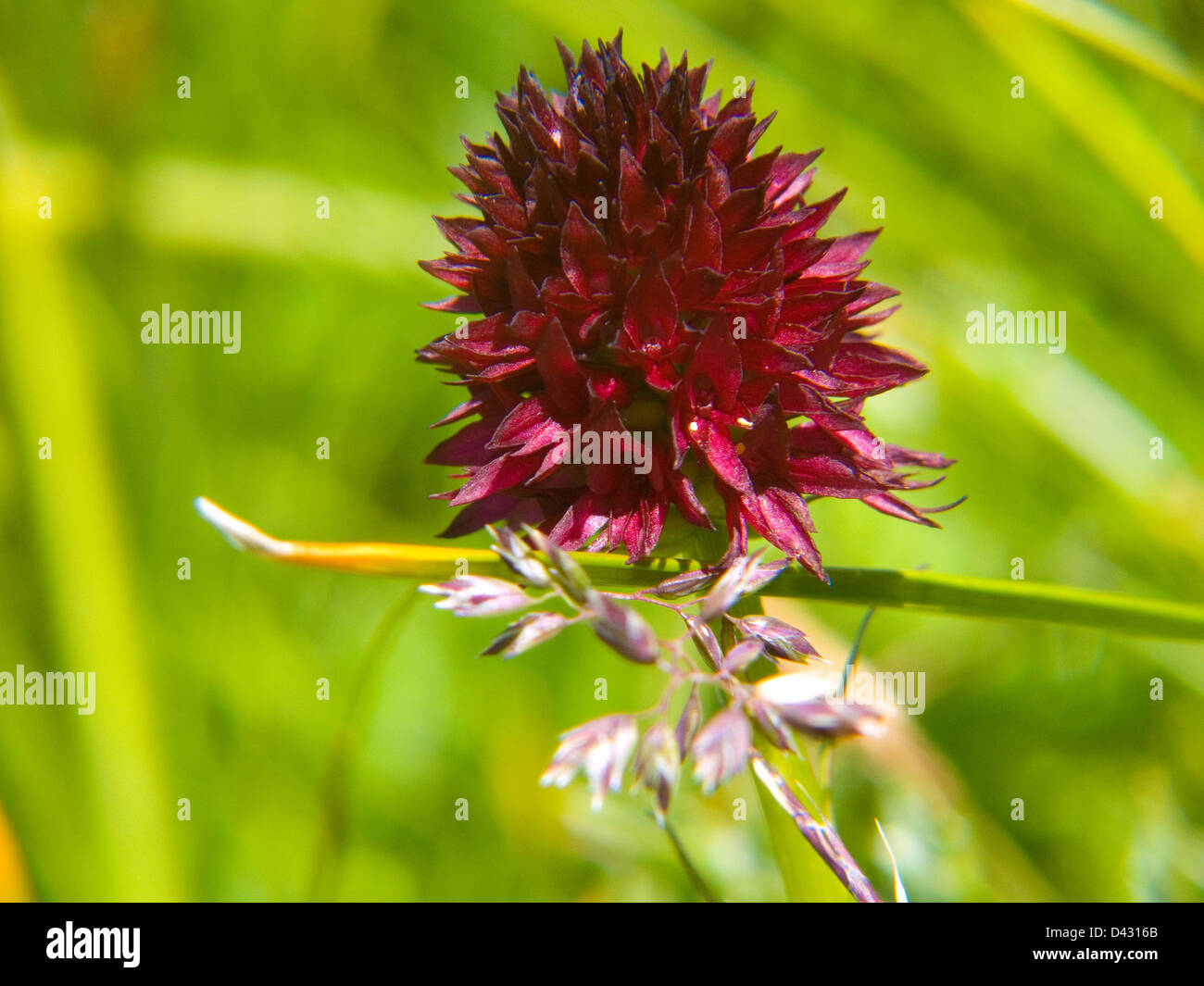 Nigritella nigra Stock Photo