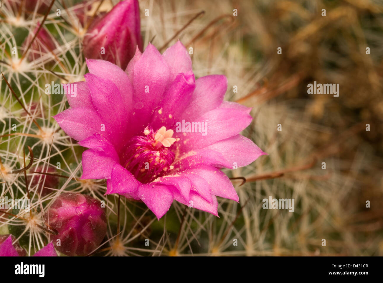 Mammillaria kewensis, Cereeae tribe, cactus, Mexico Stock Photo - Alamy