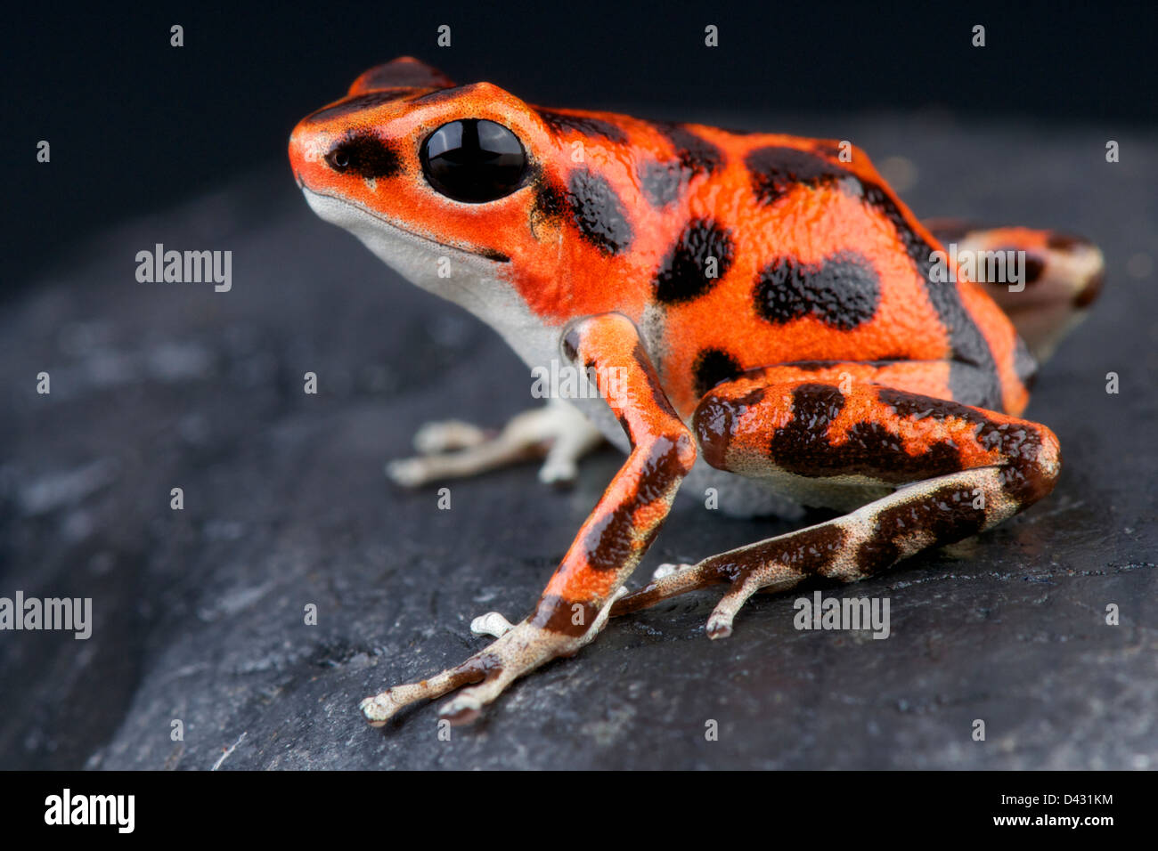 Spotted dart frog / Oophaga pumilio Stock Photo Alamy