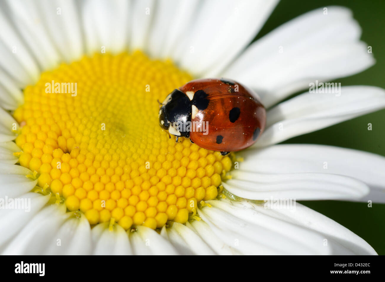 Seven-Spot Ladybird or Seven-Spotted Ladybug, Coccinella septempunctata, on Daisy Flower Stock Photo