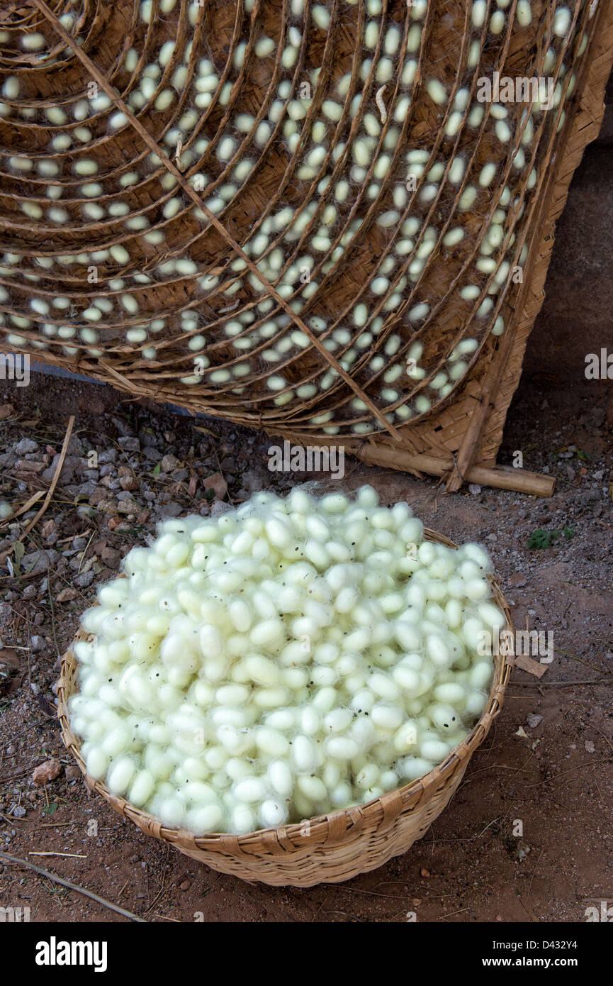Collecting silkworm cocoons from a bamboo frame in the production of silk on an Indian farm. Andhra Pradesh, India Stock Photo