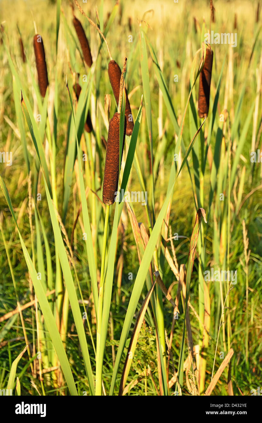 Bulrush plants in the swamp Stock Photo Alamy