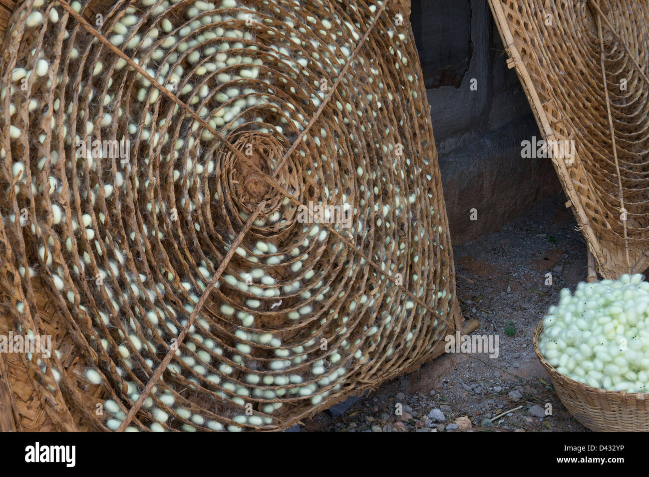 Collecting silkworm cocoons from a bamboo frame in the production of silk on an Indian farm. Andhra Pradesh, India Stock Photo