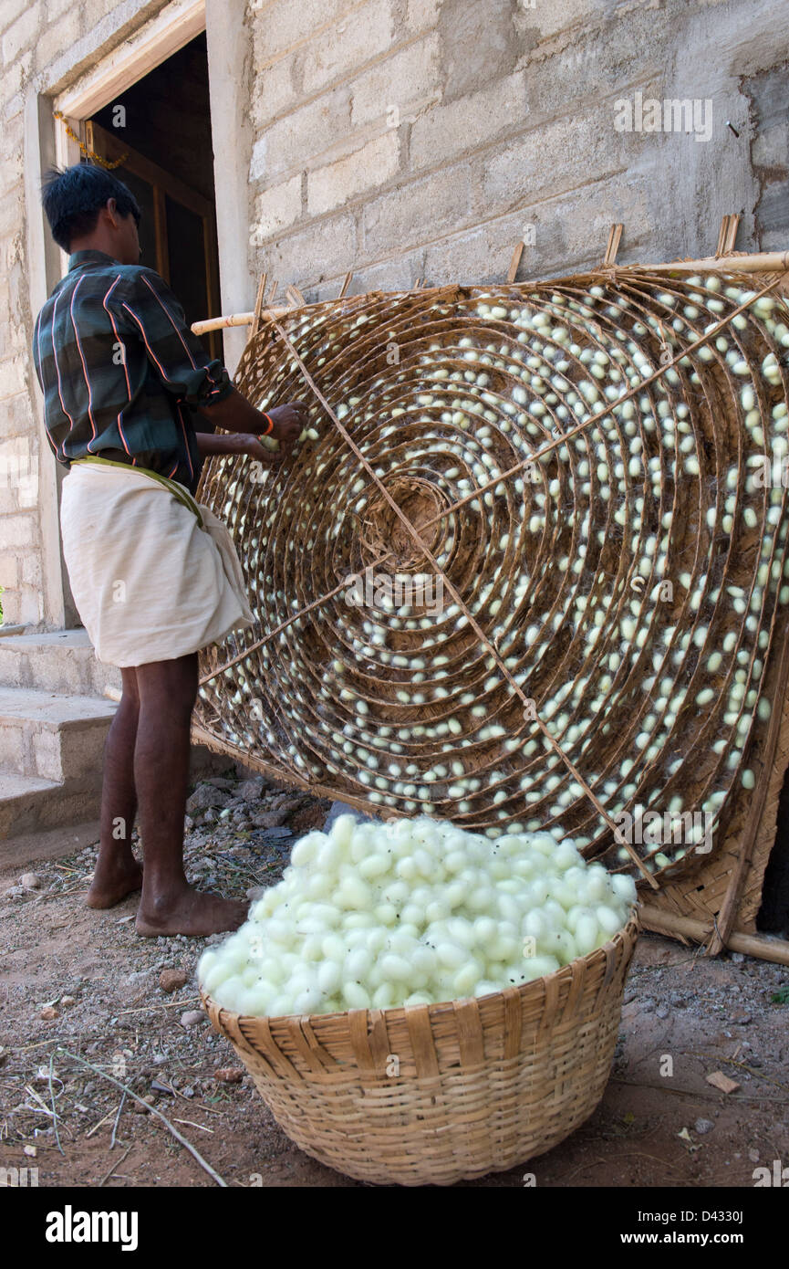 Silkworm Farm High Resolution Stock Photography and Images Alamy