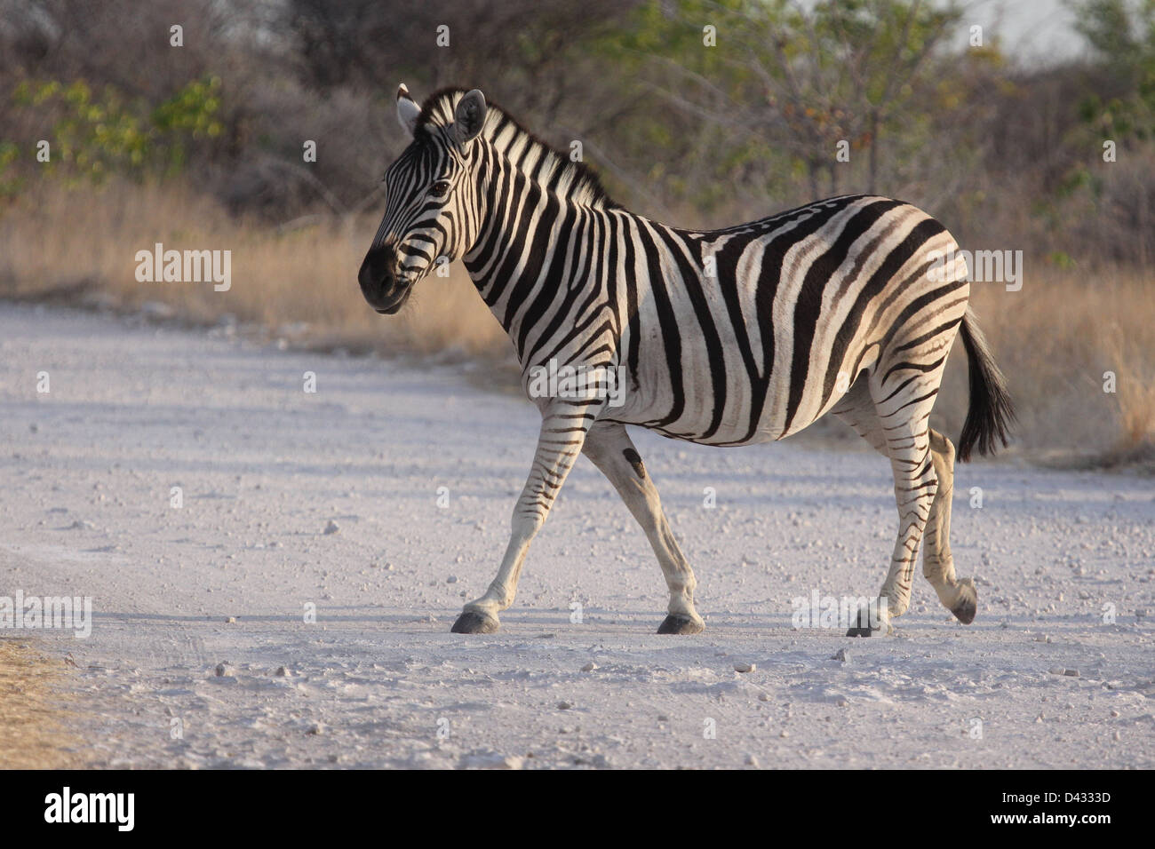 Zebra crossing a gravel road in Etosha National Park, Namibia, south Africa Stock Photo