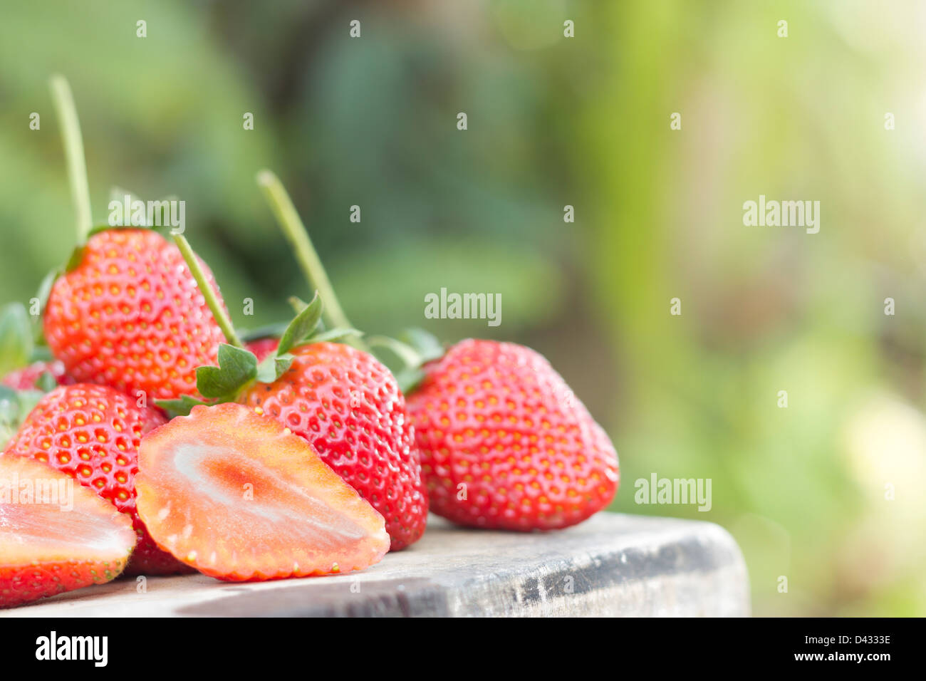 Strawberries small garden hi-res stock photography and images - Alamy