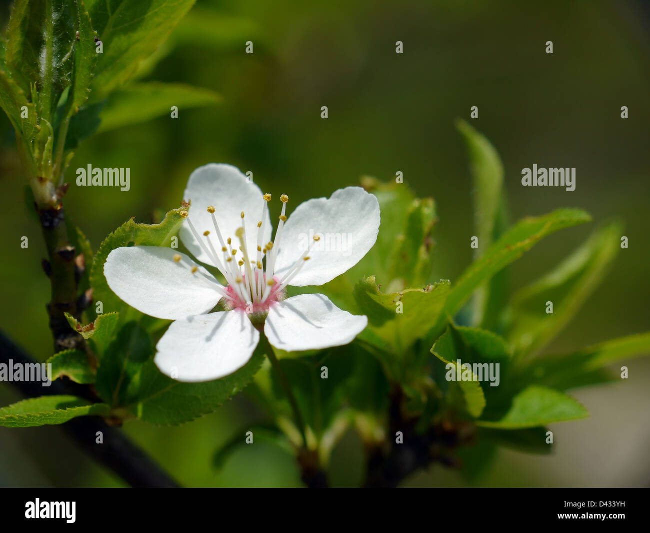 Closeup of blackthorn tree with blooming flower Stock Photo