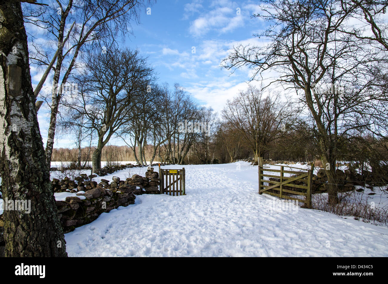 Open gate in a rural winter landscape with snow, stonewalls and trees, Stock Photo
