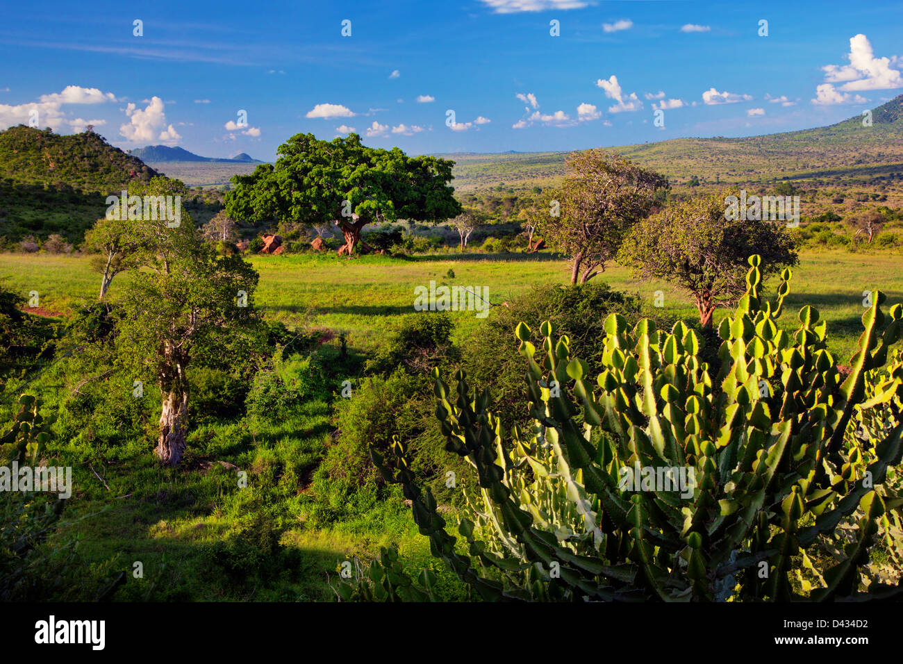 Grassland with rich flora, savanna and bush landscape in Africa. Tsavo