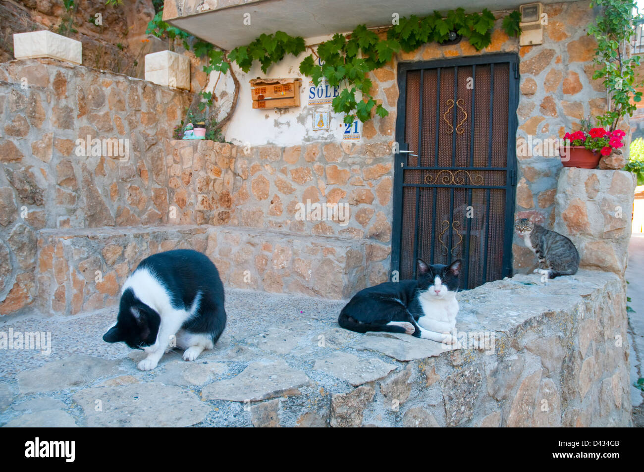 Three cats at a rural house. Somaen, Soria province, Castilla Leon, Spain. Stock Photo