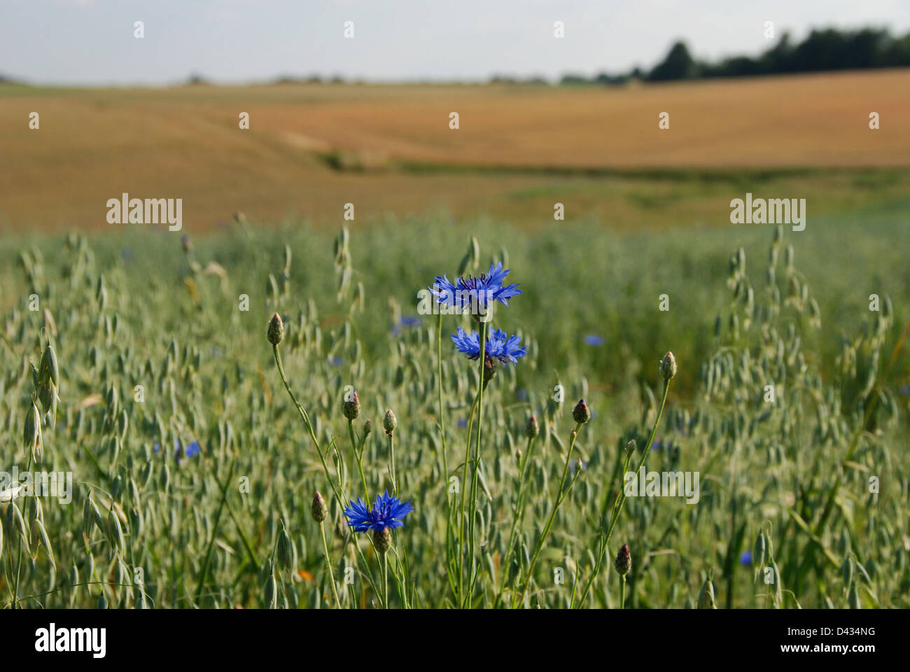 Blue cornflowers growing in a field Stock Photo