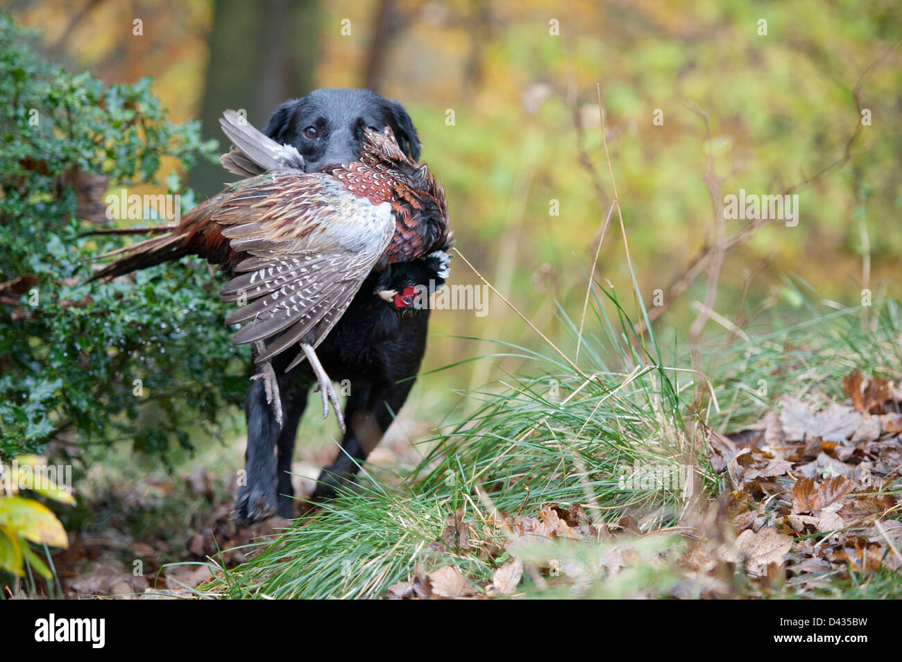 Gun duck with Pheasant running towards camera in the woods in Autumn Stock Photo