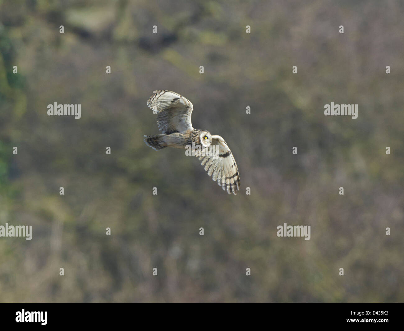 Short-eared Owl in flight Stock Photo - Alamy