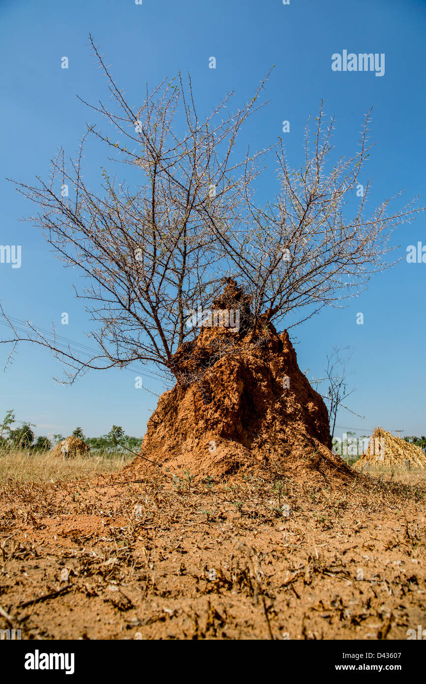 Acacia bush growing on an ant hill Stock Photo