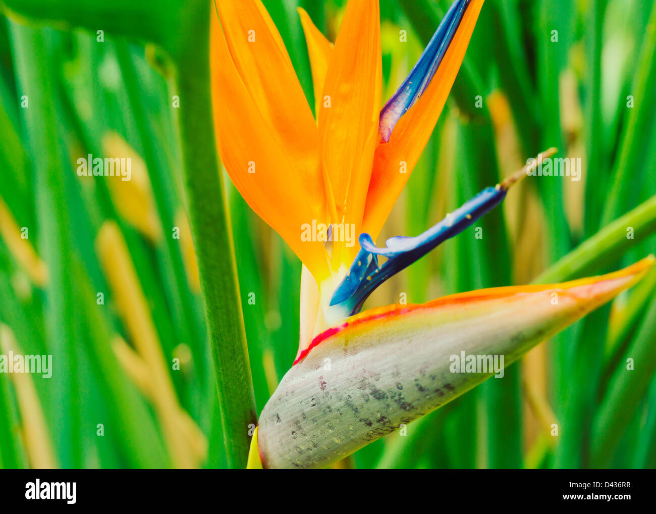 Delicate tropical plants hi-res stock photography and images - Alamy