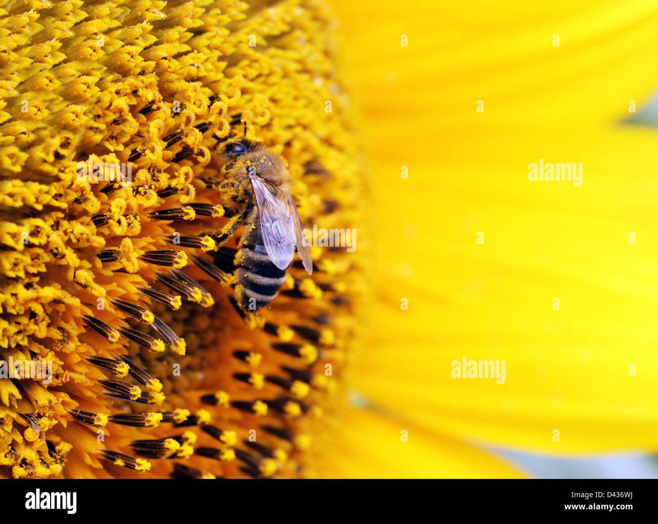 close up of bee on sunflower Stock Photo