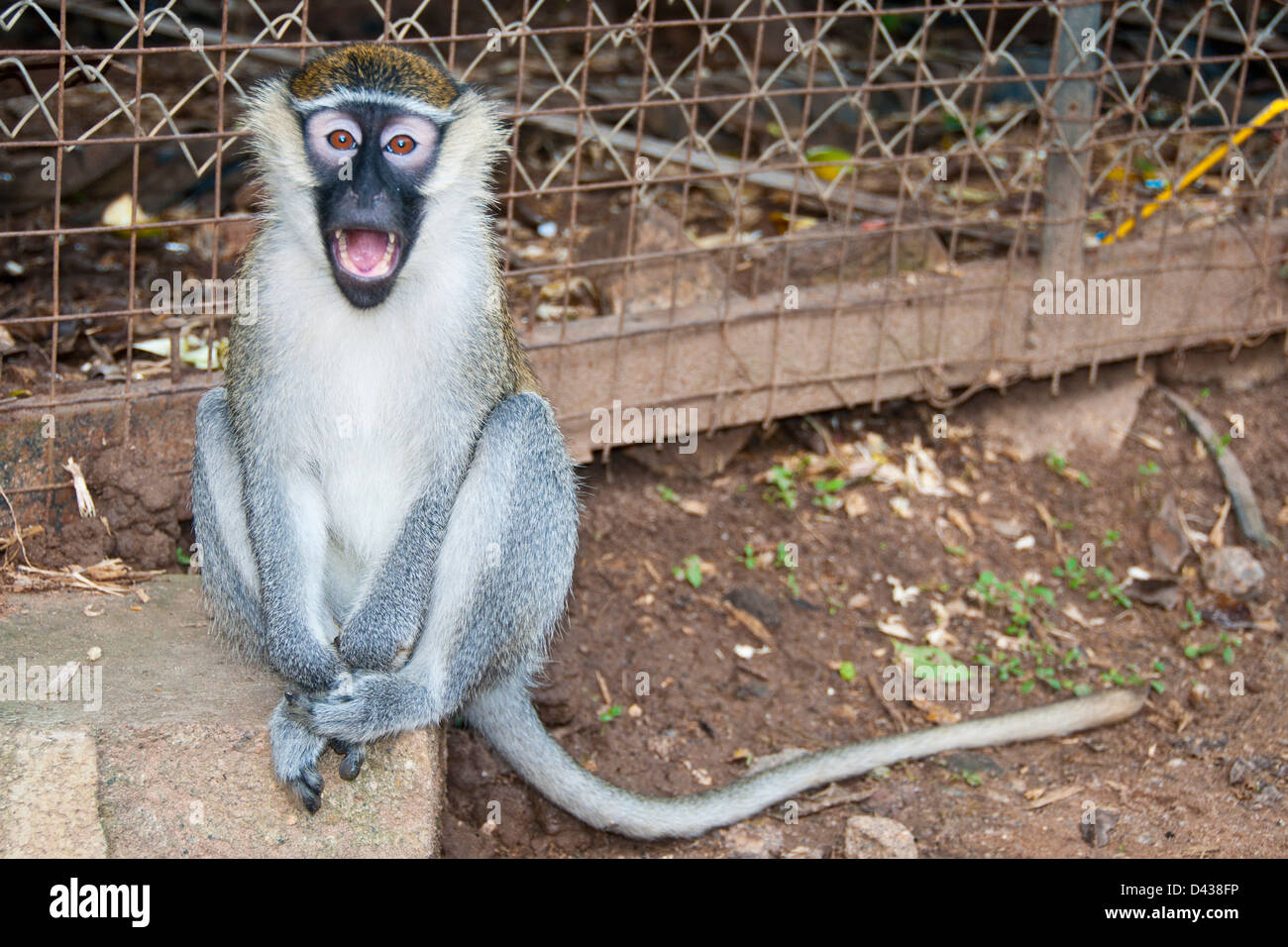 Black-faced monkey, laughing Stock Photo