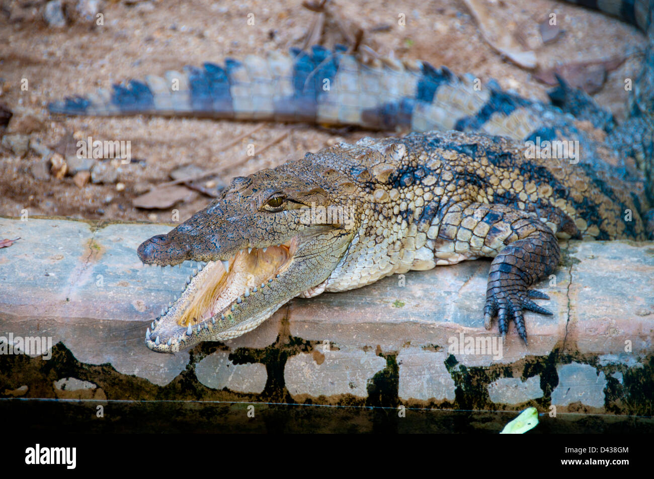 Crocodile in Abuja Zoo, Nigeria Stock Photo