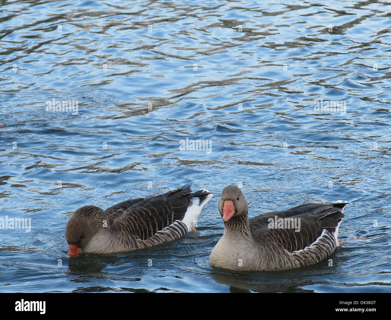 A Cold Spring Day For The Pink Footed Geese On The River Thames, Berkshire. Stock Photo