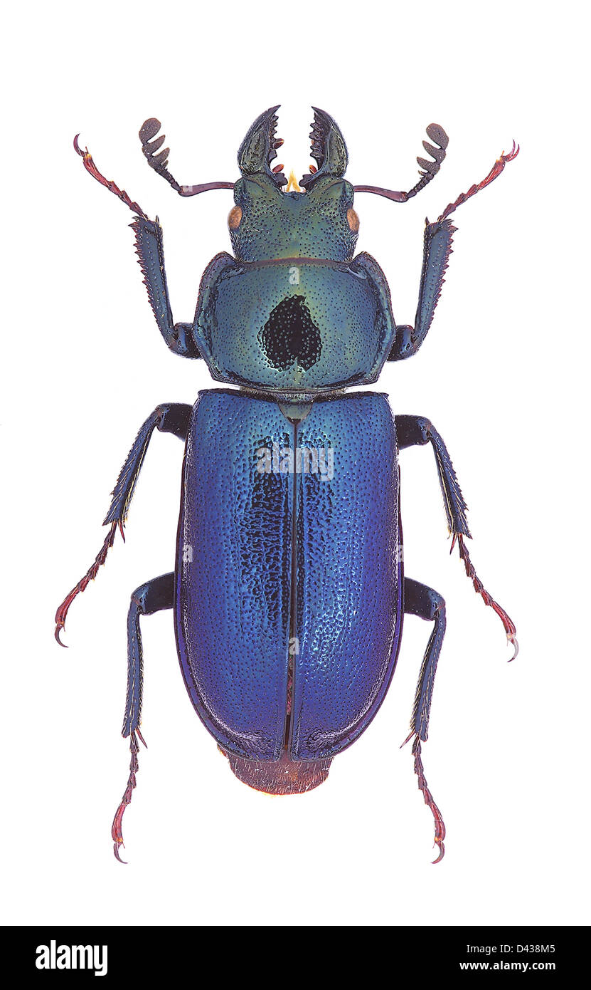 Stag beetle Platycerus capraea, male specimen Stock Photo