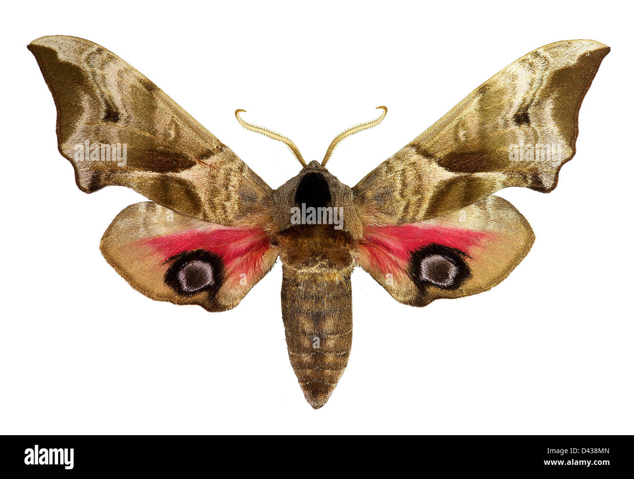 Eyed Hawk-Moth (Smerinthus ocellatus) Stock Photo