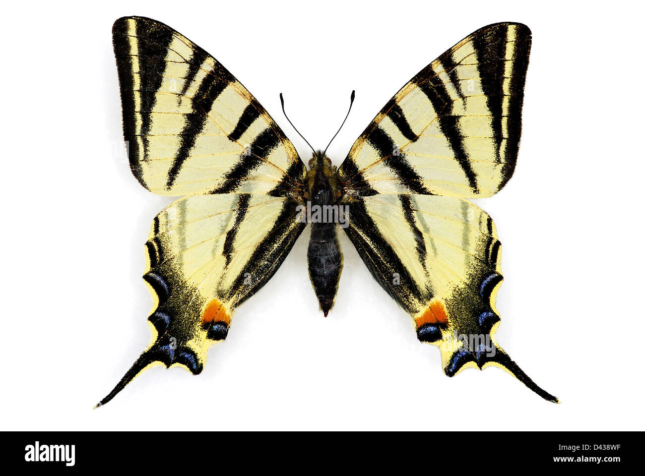 Scarce Swallowtail (Iphiclides podalirius) Stock Photo