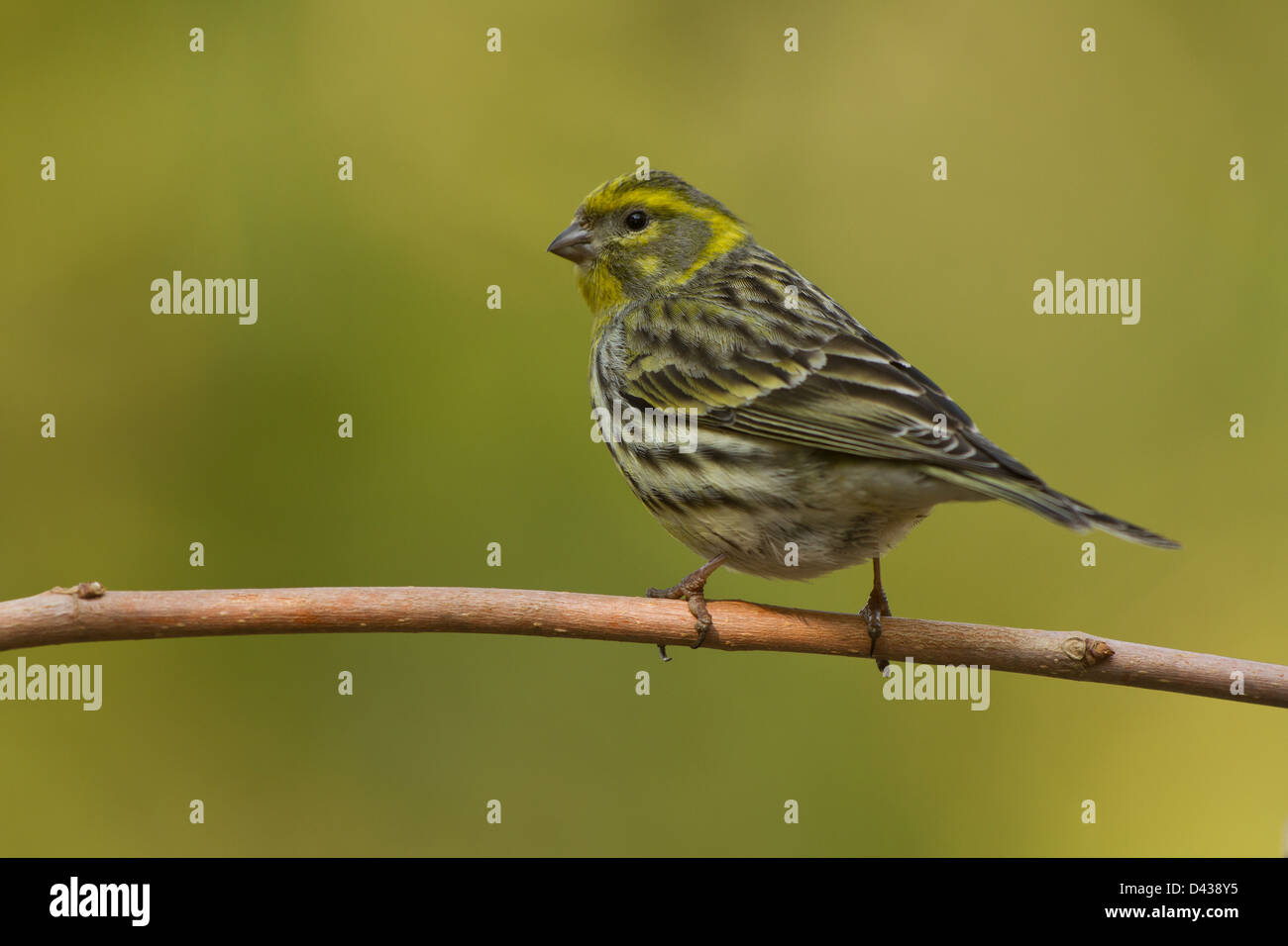 European serin on a branch with green background Stock Photo