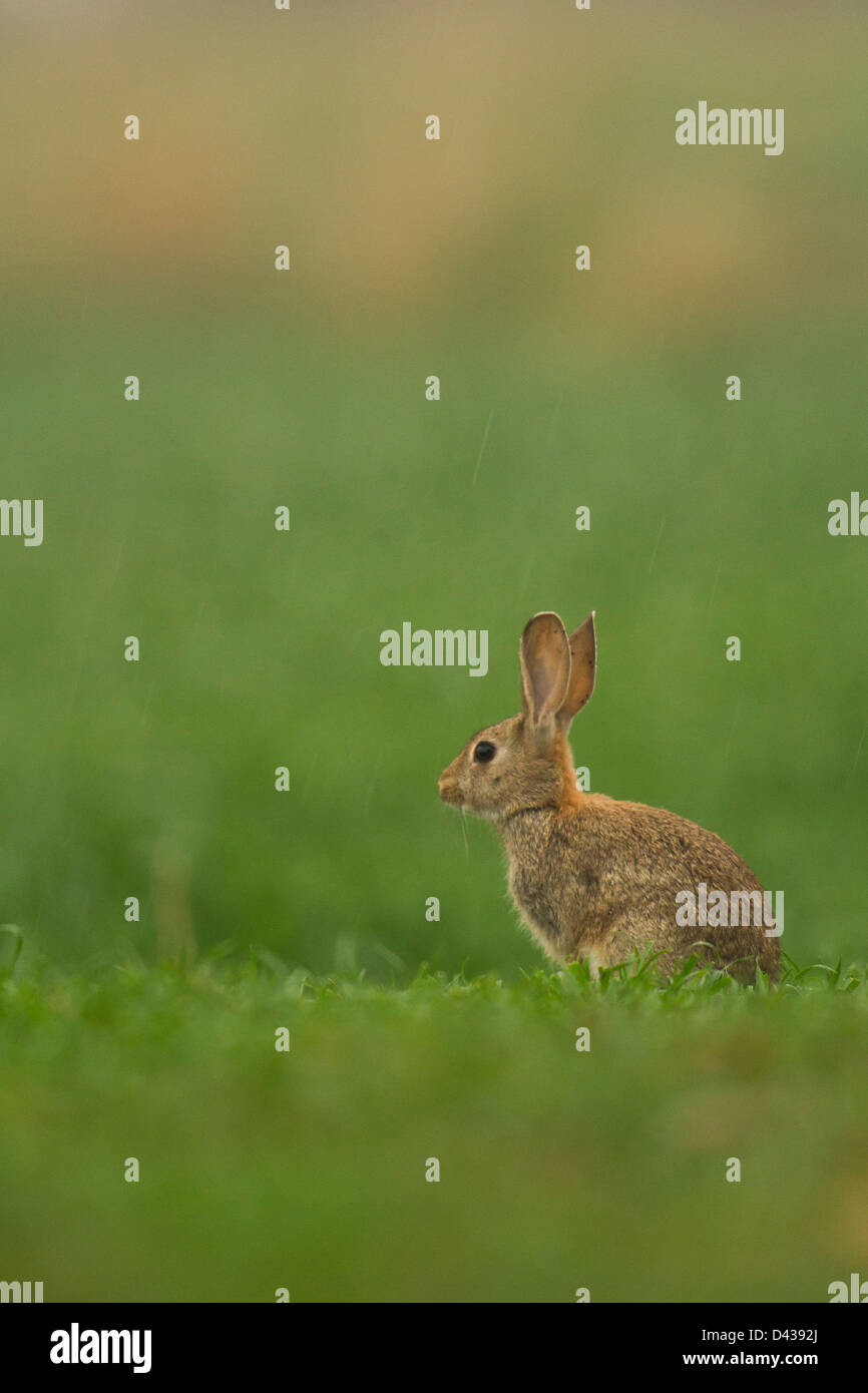 A rabbit eating on the grass Stock Photo