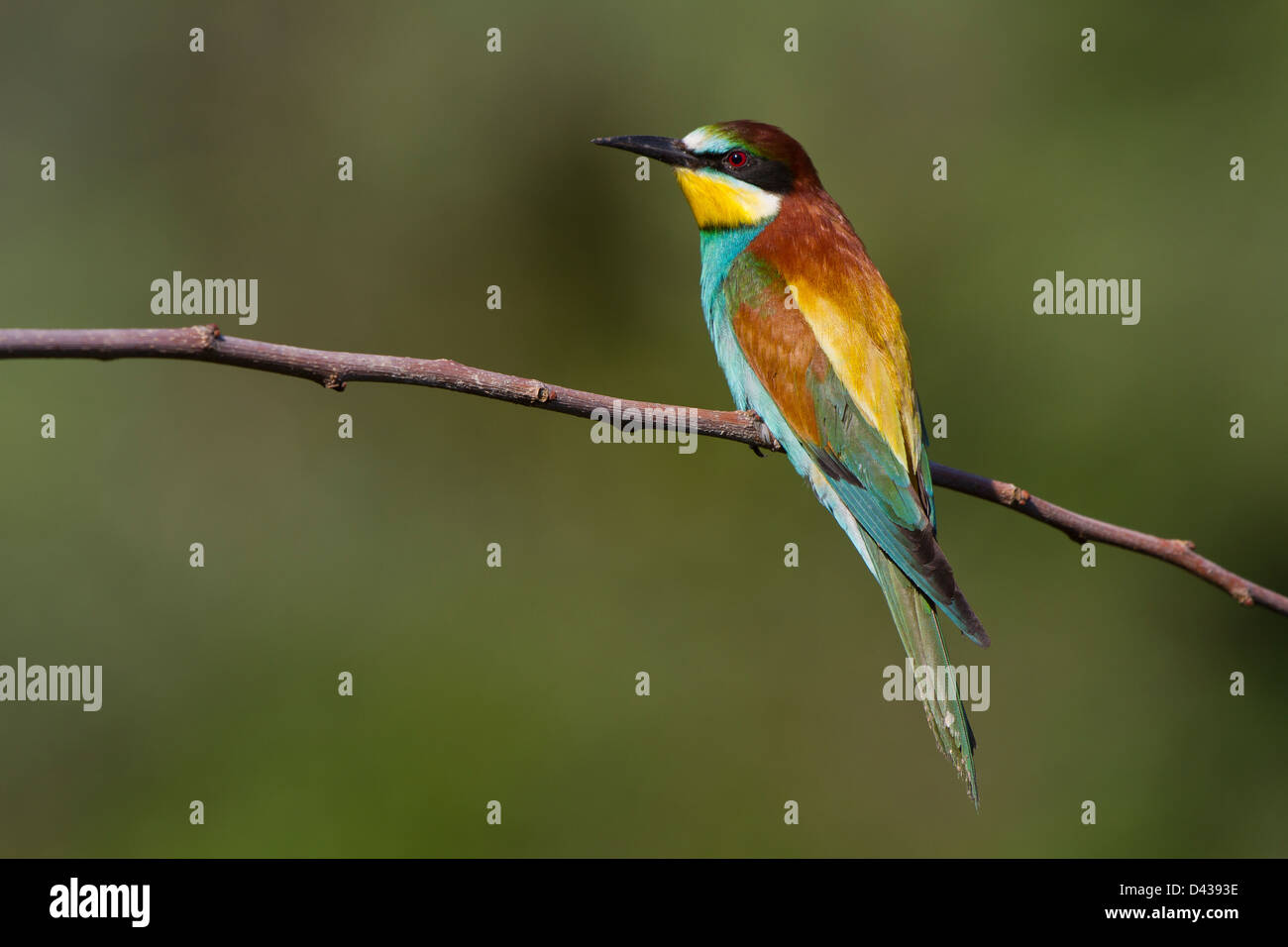 European bee-eater alighted on a branch. Stock Photo