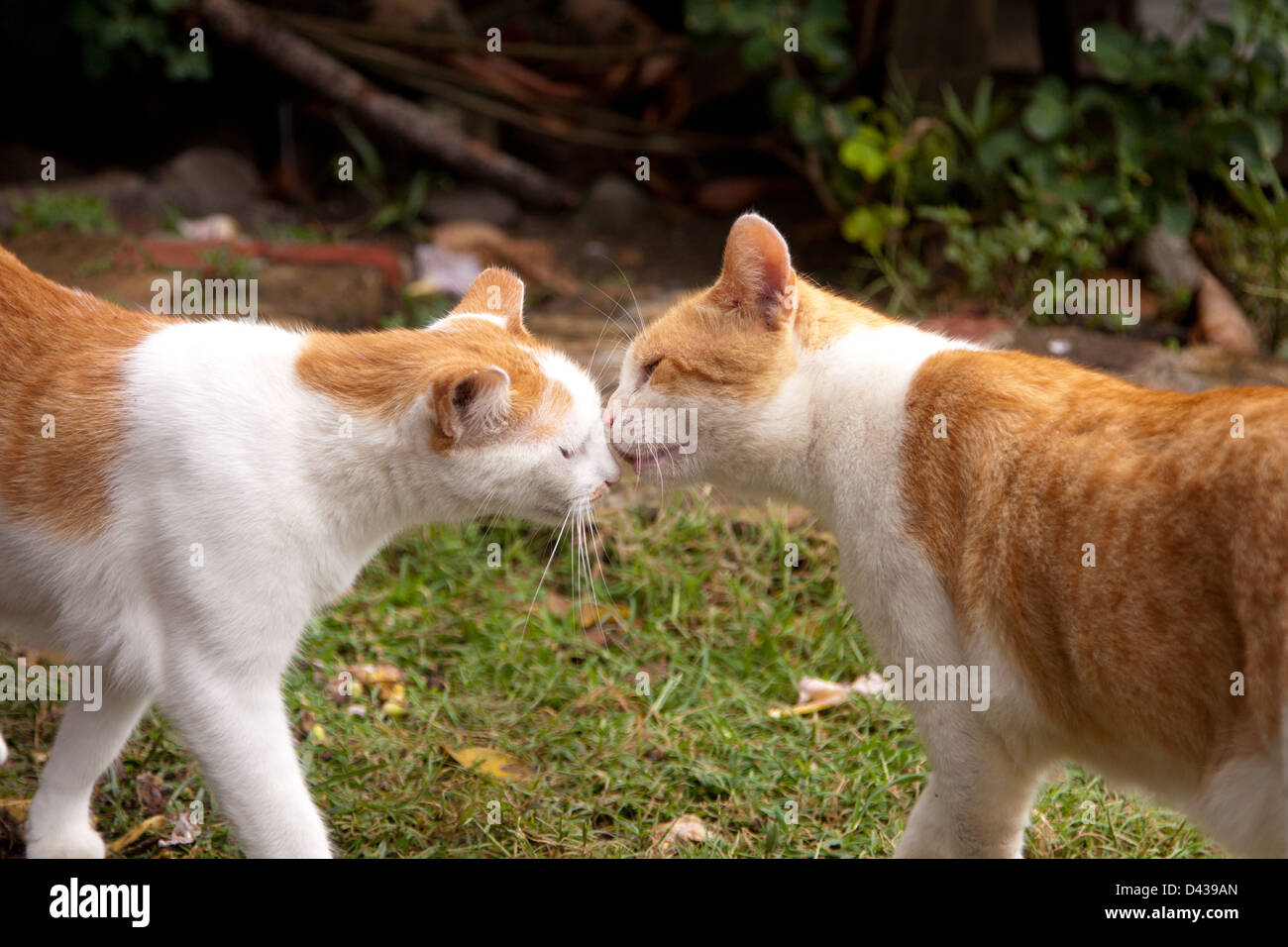 rub-noses-hi-res-stock-photography-and-images-alamy