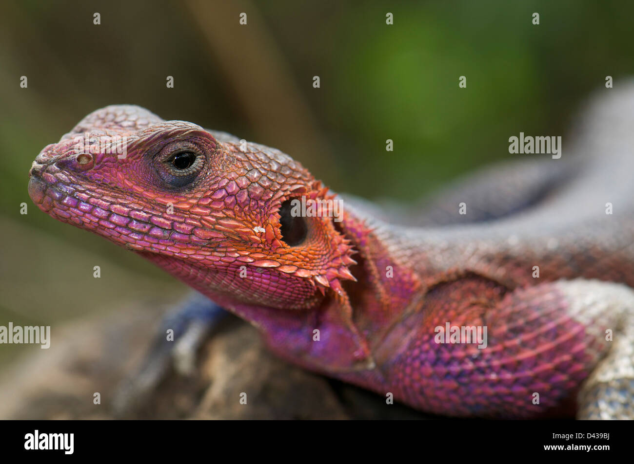 A male Common Agama Lizard (Agama agama) in breeding coloration, sunning itself on a rock in the Masai Mara reserve, Kenya Stock Photo