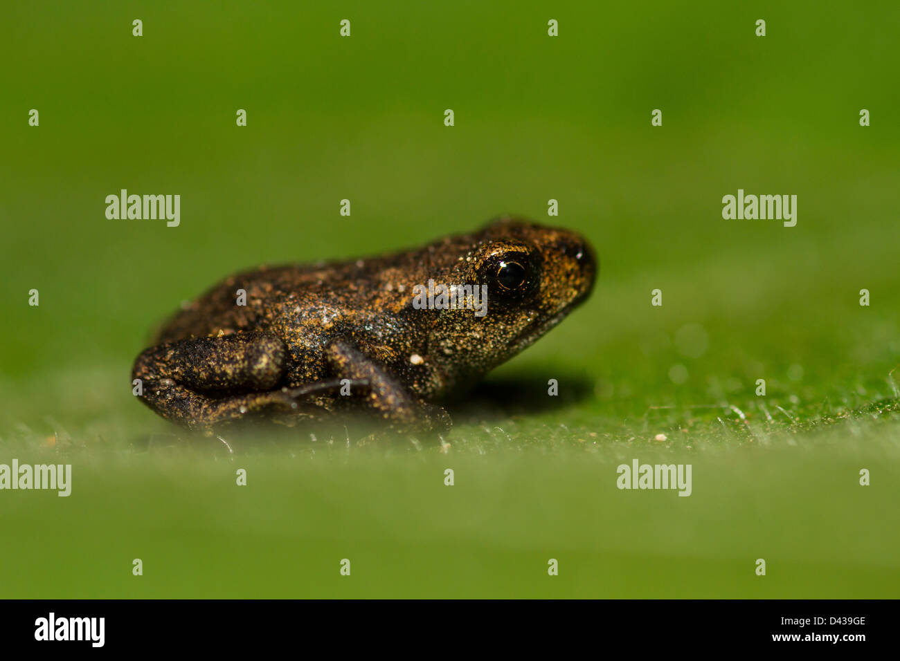 An Iberian breeding frog on a leaf Stock Photo