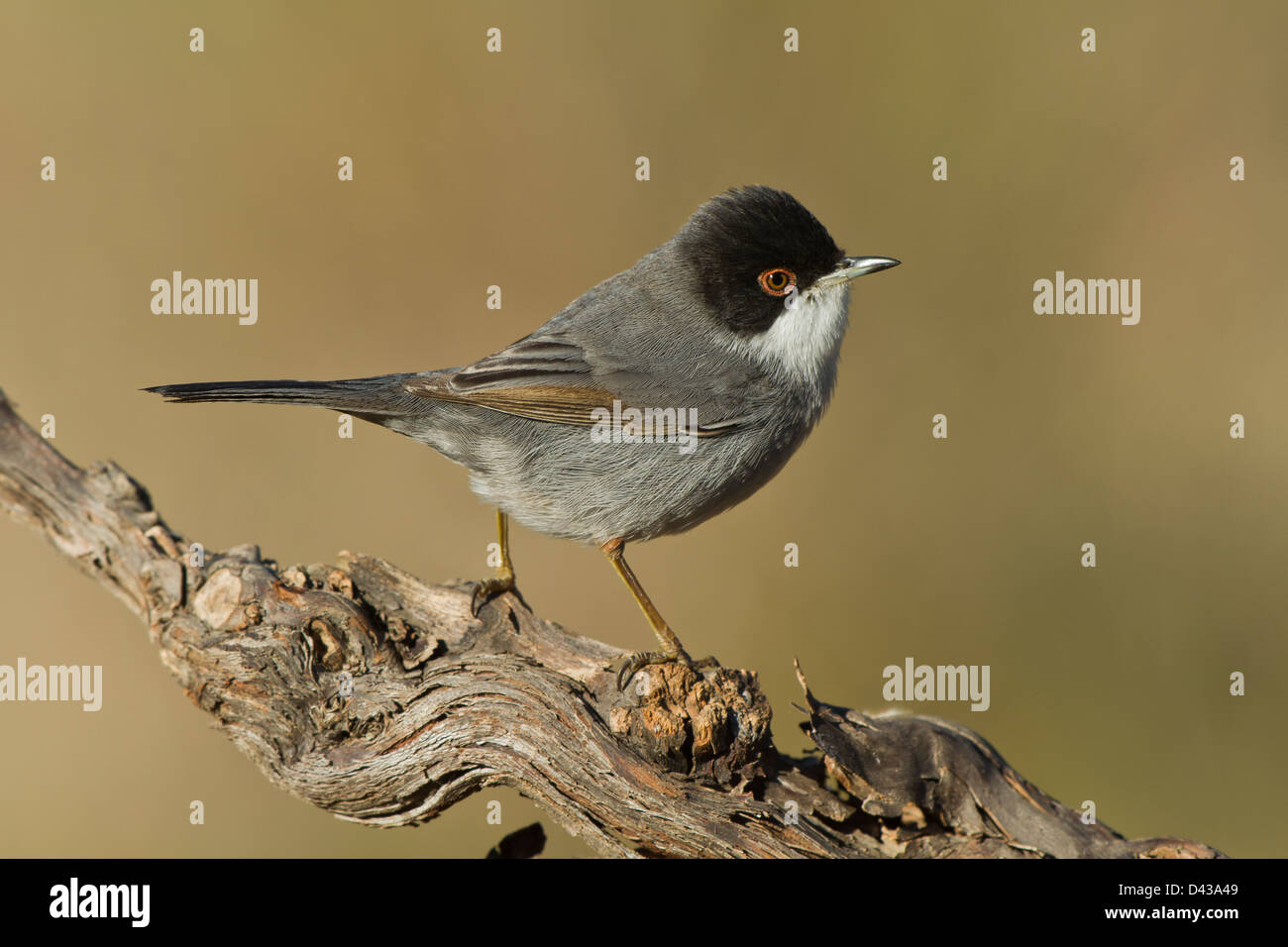 A Sardinian Warbler is a grey, black and white bird with red eyes. Is very small. Stock Photo