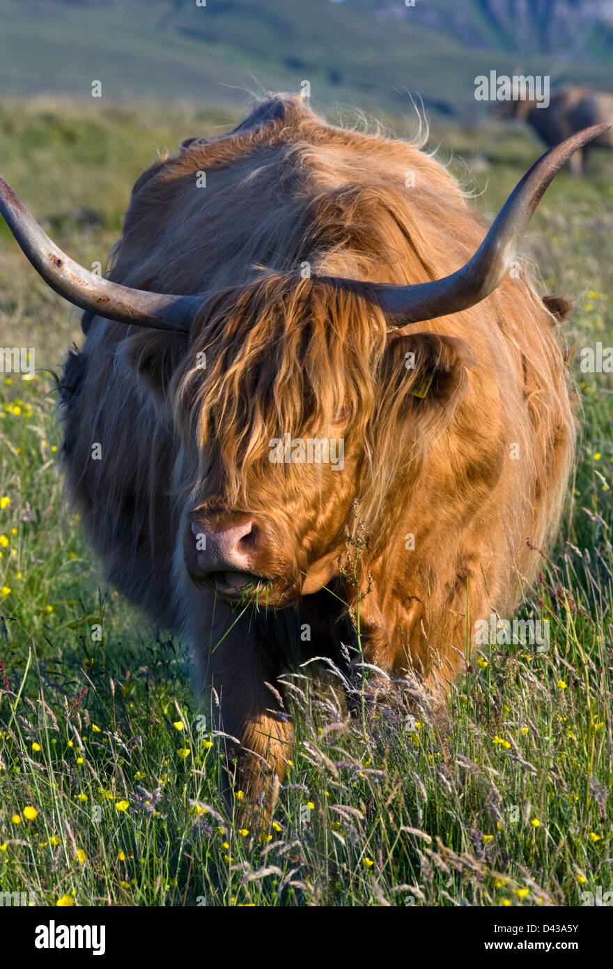 A Highland cow grazing in a field on the Isle of Skye in Scotland Stock ...