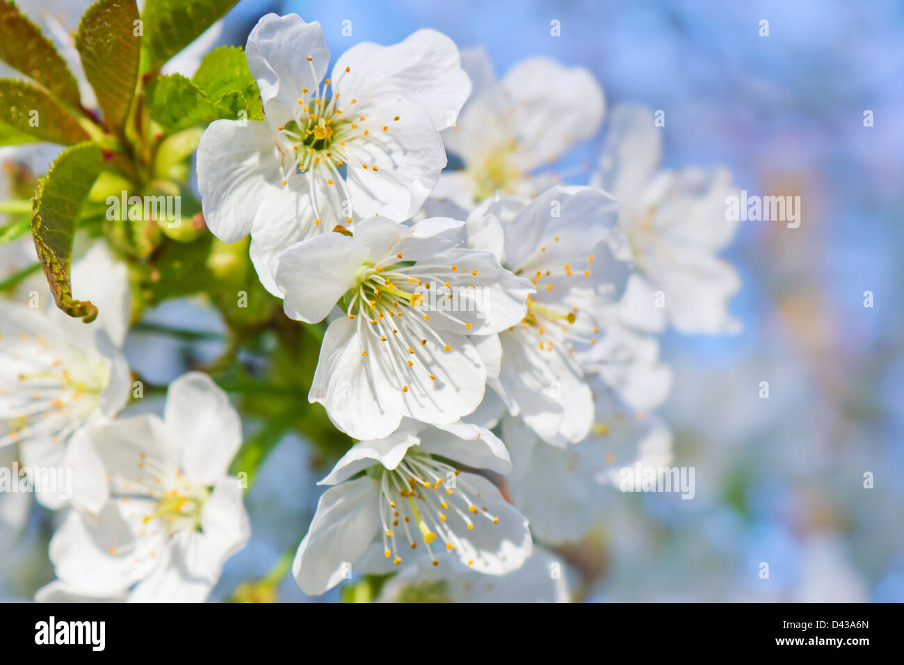 Close up cherry blossom tree hi-res stock photography and images - Alamy