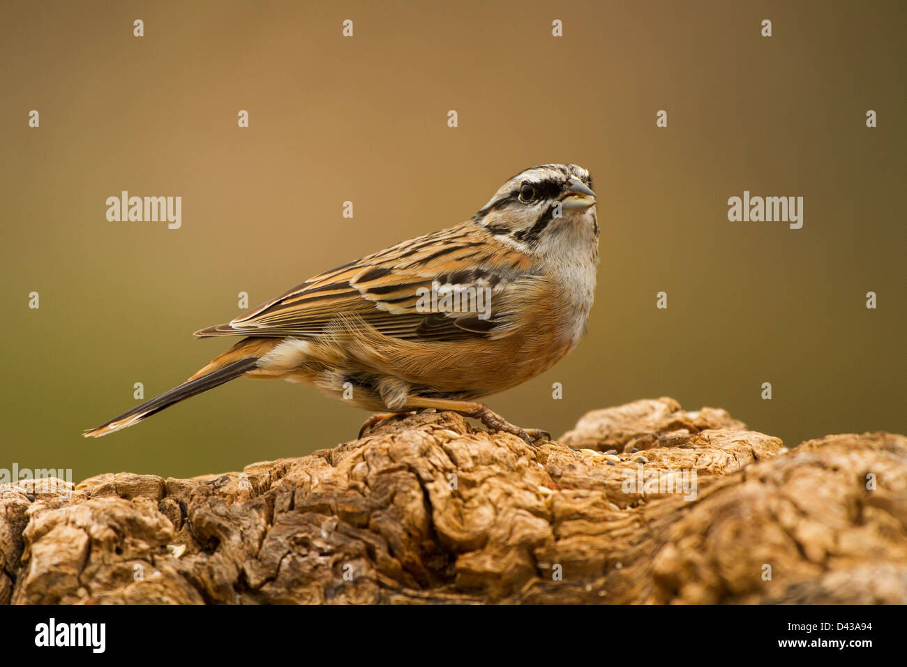 The Rock bunting bird over a log and looking Stock Photo