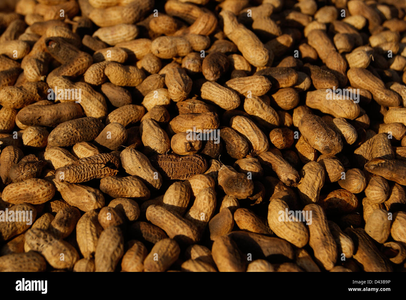 Groundnut or Peanut with Shell Fried Recipe Crops.Lot of Groundnuts