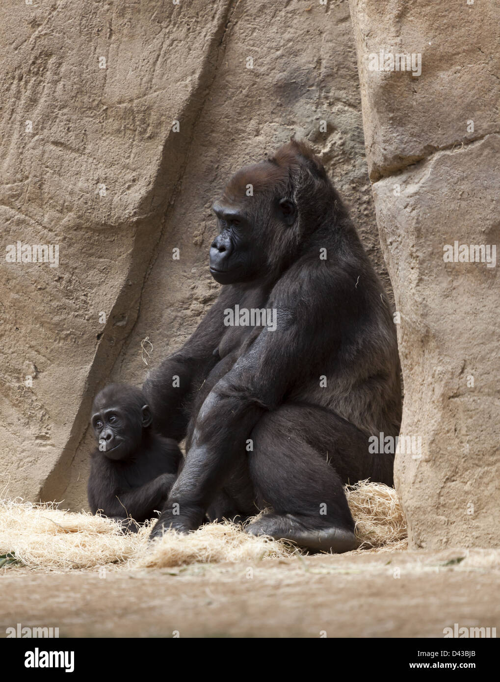 10 months old Monroe, baby gorilla at San Diego Safari Park born June 17 2011 to mother Kokomo and father Winston Stock Photo