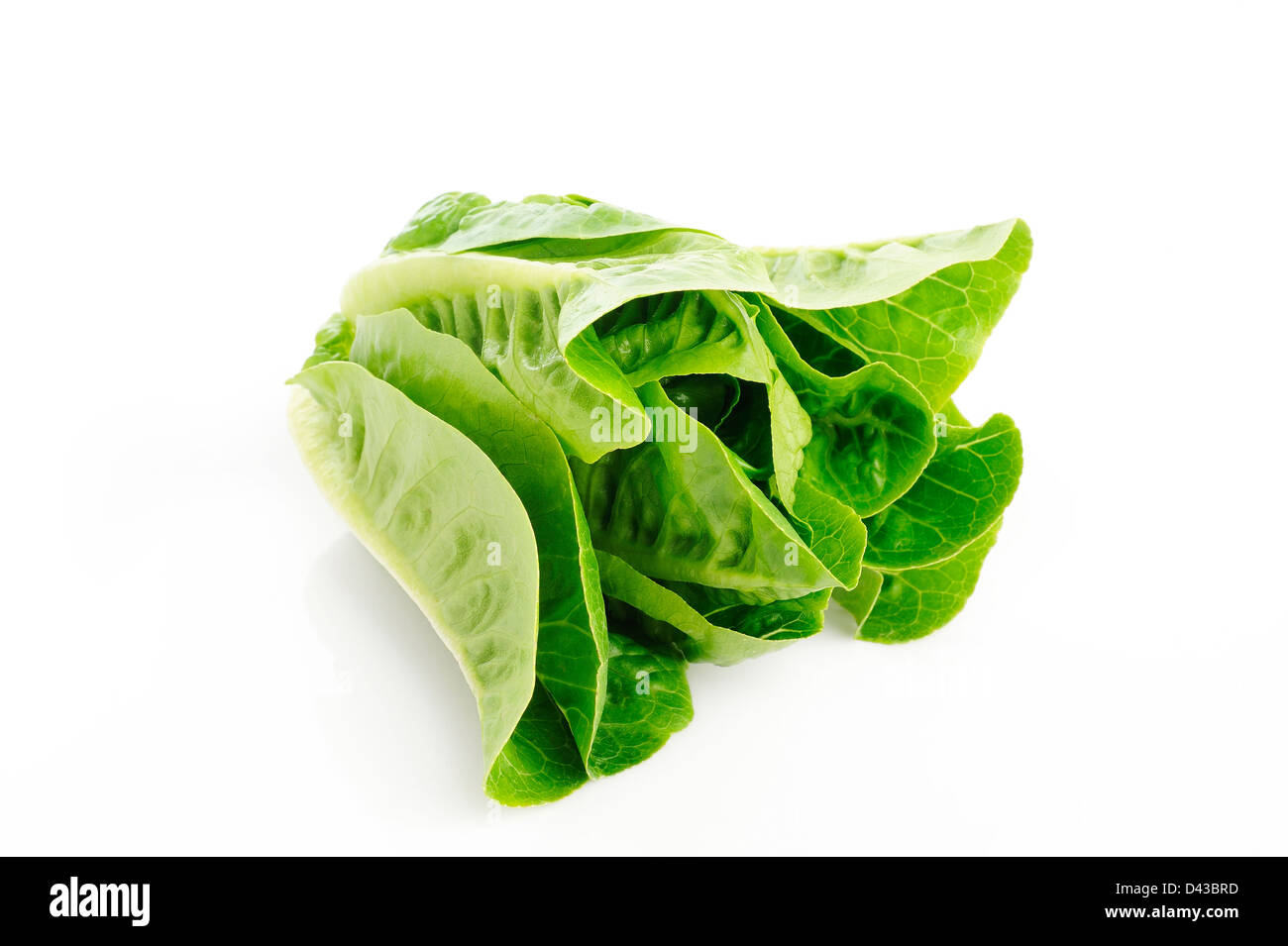 cos lettuce on white background Stock Photo