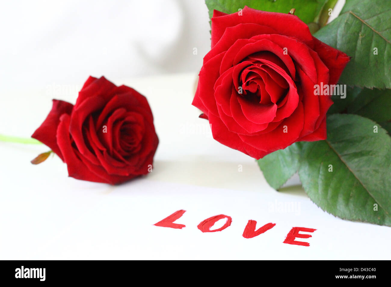 Two Red Roses Images Red & White Roses – Bloomingmore