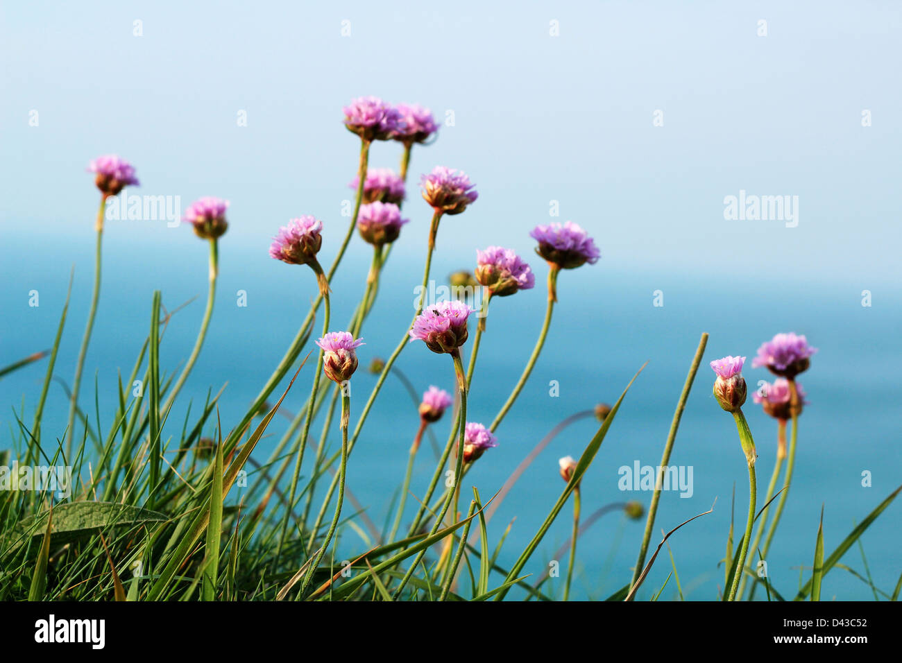 Armeria maritima against blurred sea background. rmeria pungens or Spiny Thrift is a small shrub growing in coastal sand-dunes. Stock Photo