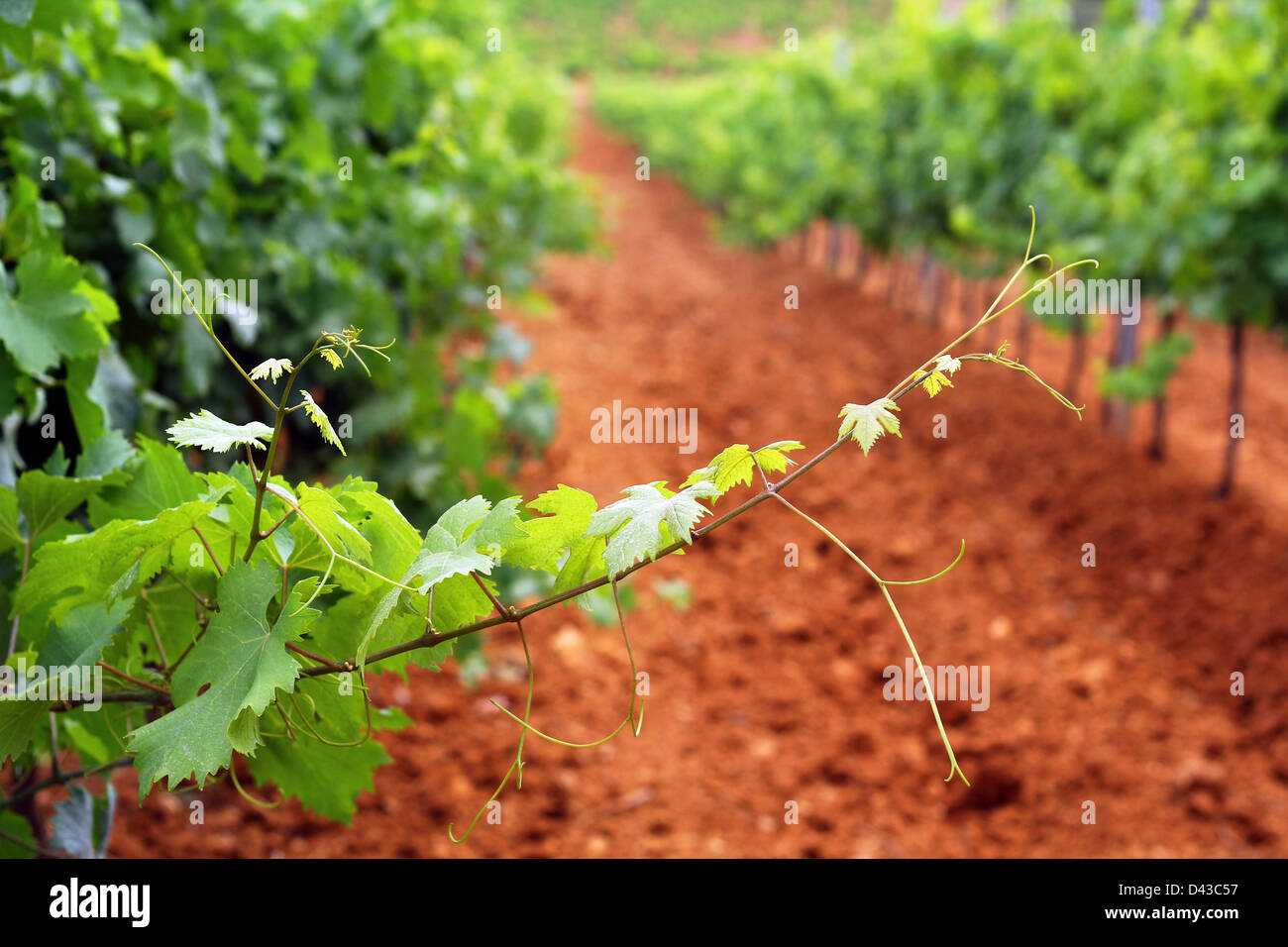 French vineyard, focus on the vine branch Stock Photo