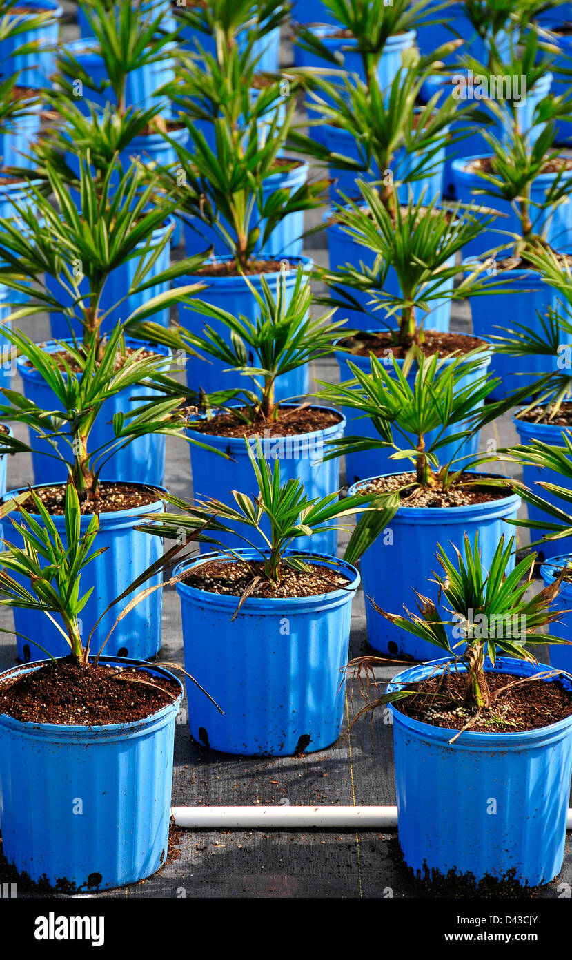 Baby Palms in Nursery Stock Photo Alamy