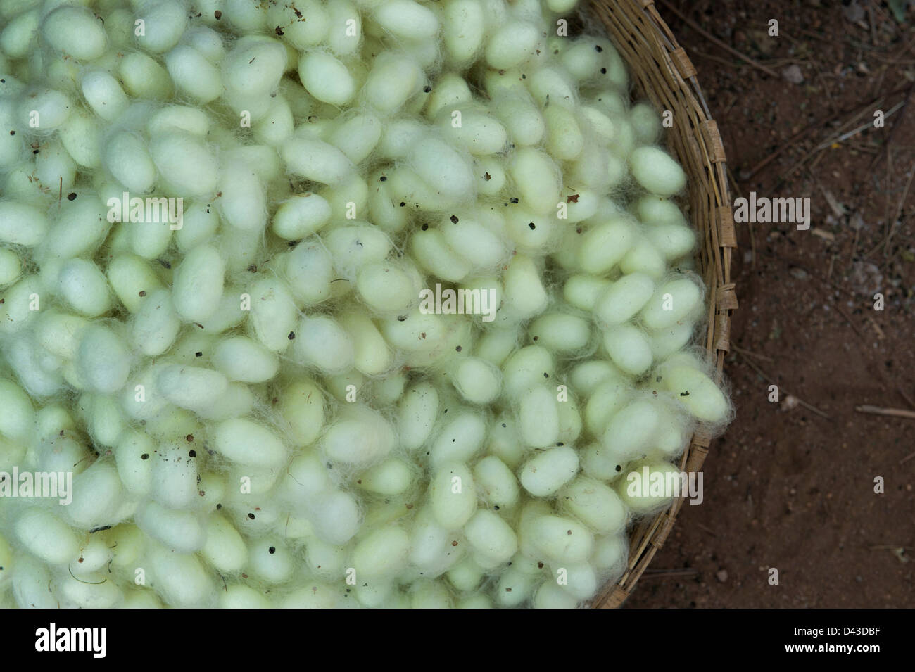Silkworm farm hires stock photography and images Alamy