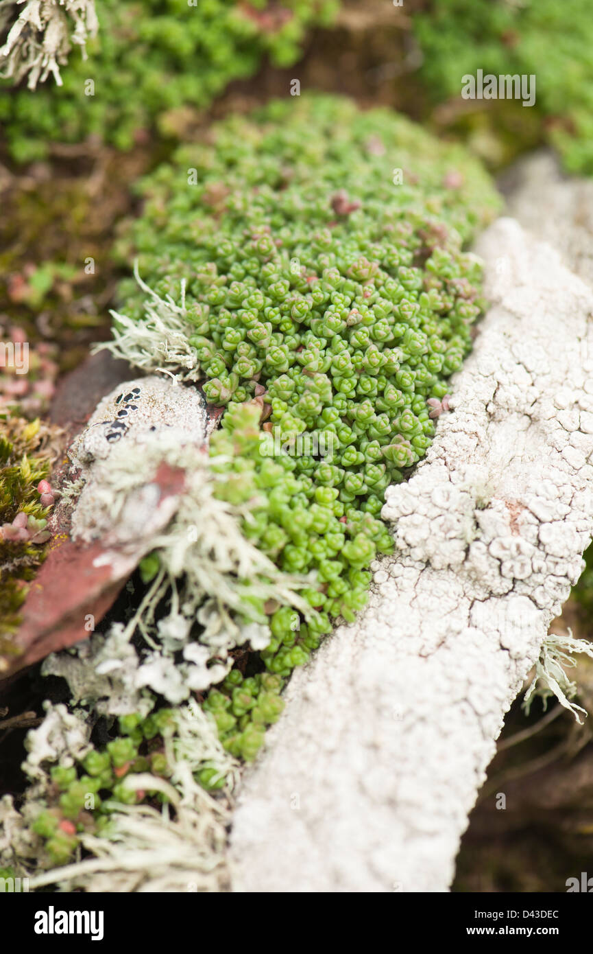 English Stonecrop, Sedum anglicum, foliage Stock Photo