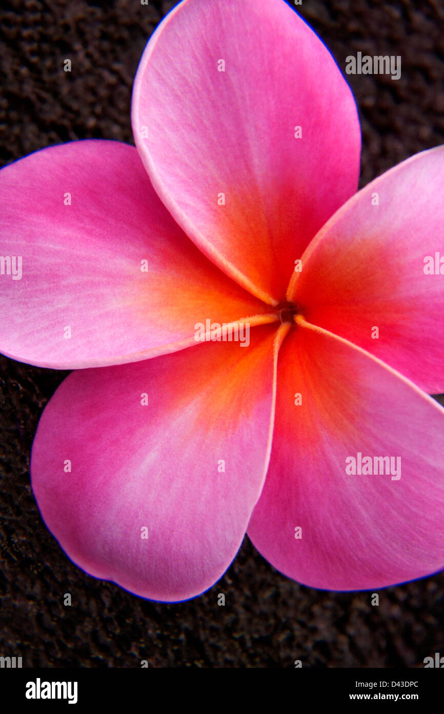 Pink Plumeria flower Stock Photo Alamy